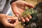 À LA RECHERCHE DES HERBES DE PROVENCE